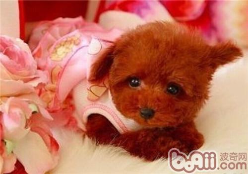 貴賓犬