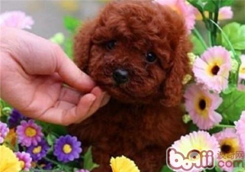 貴賓犬