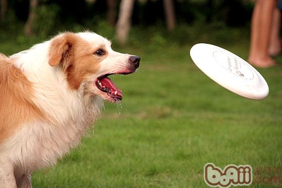邊境牧羊犬