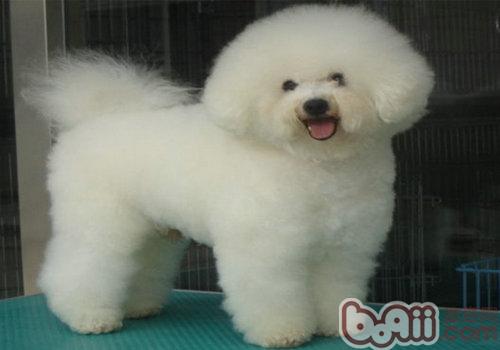 比熊犬