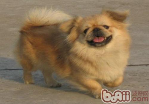 京巴犬
