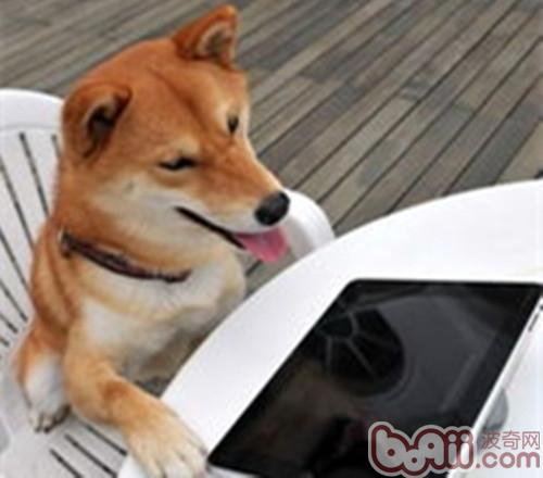 柴犬