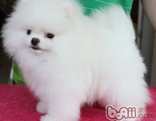 博美犬