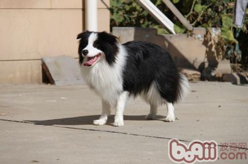 邊境牧羊犬