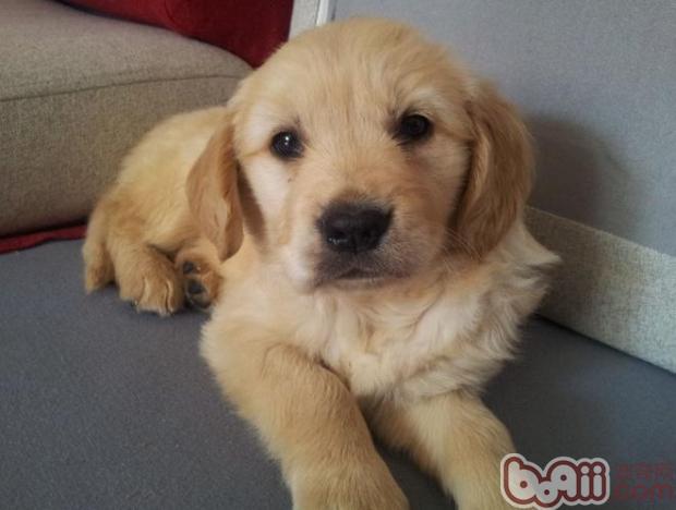 金毛犬