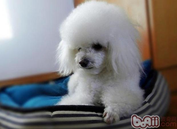 貴賓犬