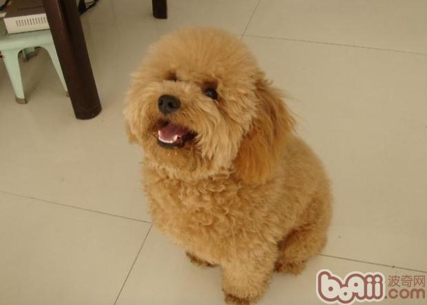 貴賓犬