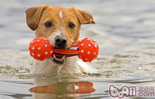 寵物犬