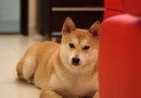 怎樣訓練狗狗裝死