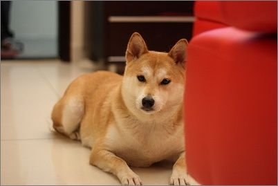 寵物犬