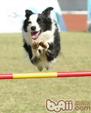 邊境牧羊犬