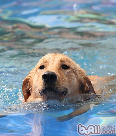 金毛犬