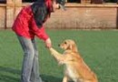 狗狗為什麼那麼容易就學會握手