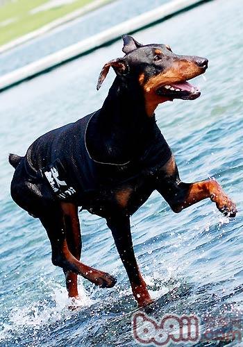 杜賓犬