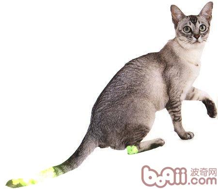 歐洲緬甸貓