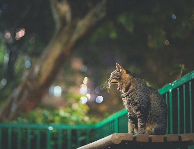中國狸花貓