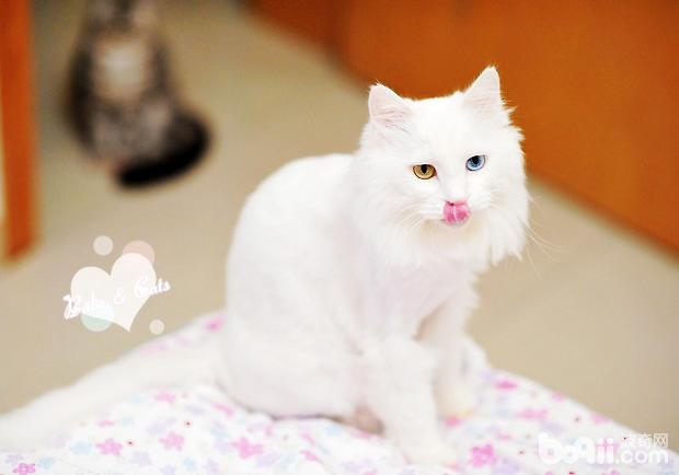 波斯貓
