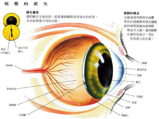 貓眼構造