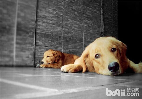 金毛犬
