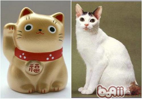 日本截尾貓
