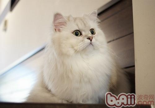 波斯長毛貓
