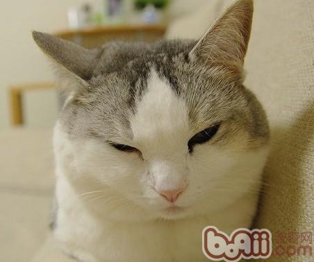貓咪