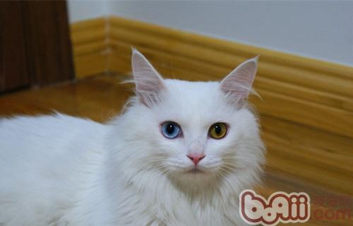 山東獅子貓