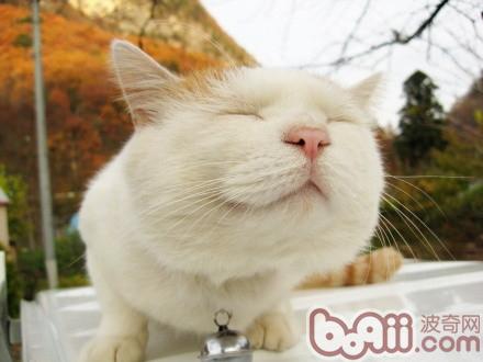 貓叔