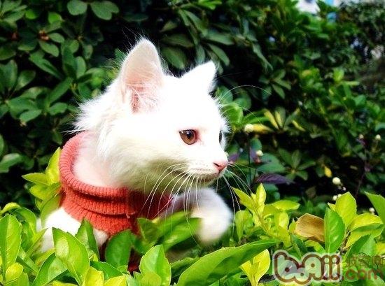 山東獅子貓