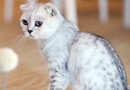 蘇格蘭折耳貓壽命多長時間