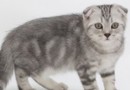 蘇格蘭折耳貓CFA標准