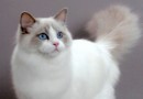 布偶貓(ragdoll)CFA標准
