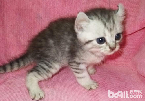 不同周齡對幼貓飼養方法不同