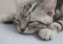 怎樣照顧孤兒貓