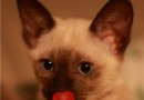 幼貓惹人愛 飼養幼貓須知