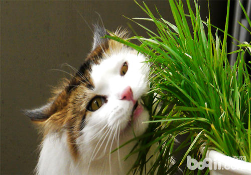 貓草