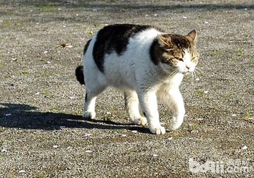 貓咪