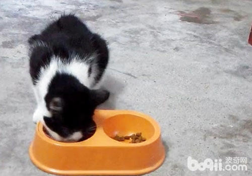 進食的貓咪
