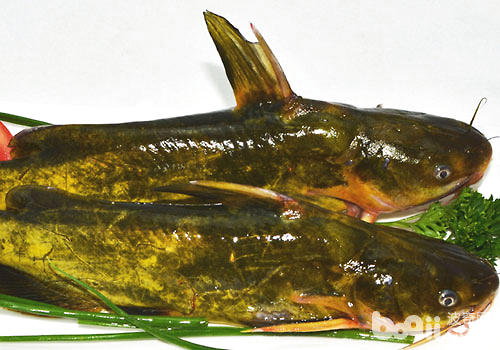黃骨魚