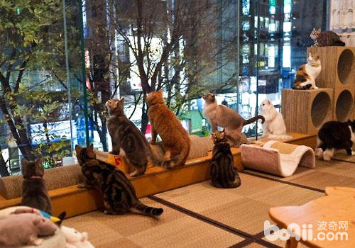 貓咪咖啡館