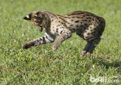 家貓在野外的捕食本領並不遜色於其他貓科動物