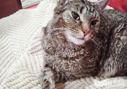 貓咪由於飼養上的問題或是外界刺激，也會內分泌失調