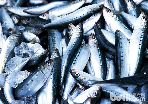 海魚