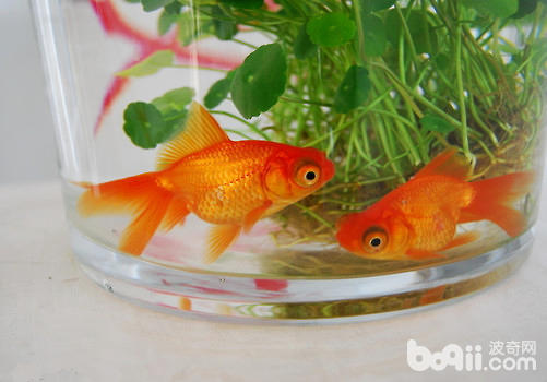 觀賞魚