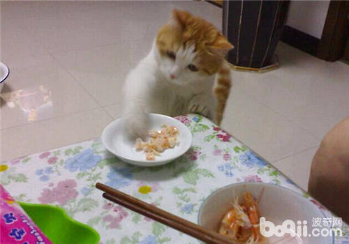 中華田園貓