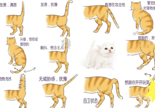 貓咪尾巴所表達的含義