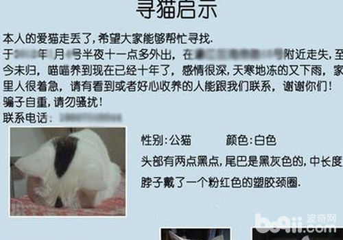 尋貓啟事