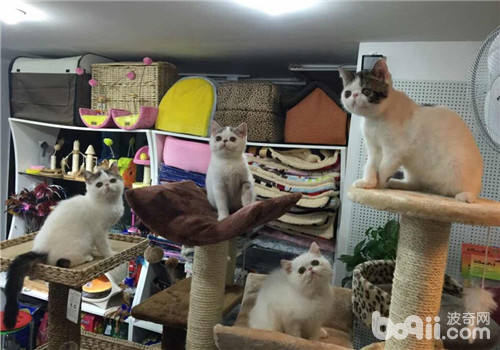 異國短毛貓
