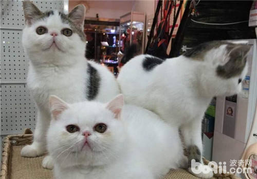 異國短毛貓