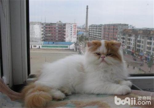波斯貓